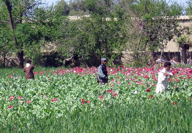 175 acres cleared of poppies in Kandahar