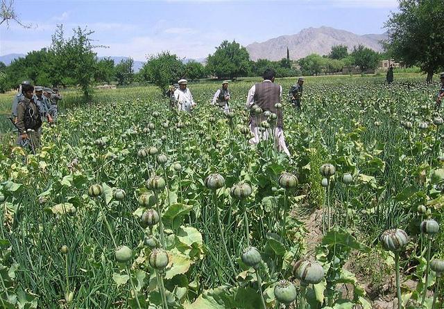 هلمند کې پر ٤زره جريبه ځمکه د کوکنارو کرولو مخه نيول شوې