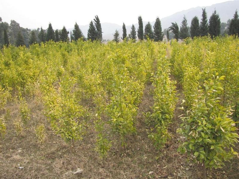 Olive, citrus plantation in Nangarhar begins