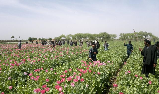 8,000 acres of poppy eradicated in Helmand