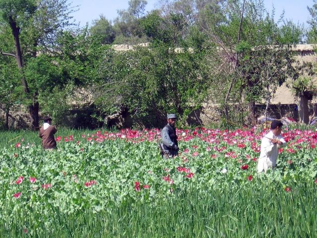 300 acres of land cleared of poppies in Kapisa