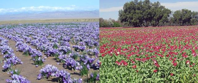 د پکتيکا کروندګر د زعفرانو تخم او روزنه غواړي