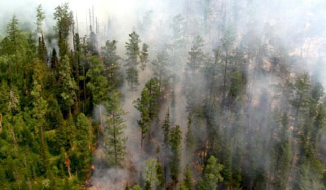 Kunar forest set ablaze by Pakistani missiles
