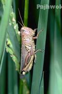 Samangan farmers fear locust threats