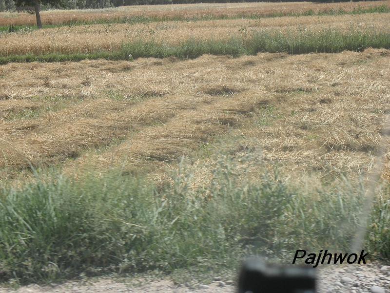 د غزني کروندګر سږکال د غنمو له  لږ حاصل څخه شکايت کوي