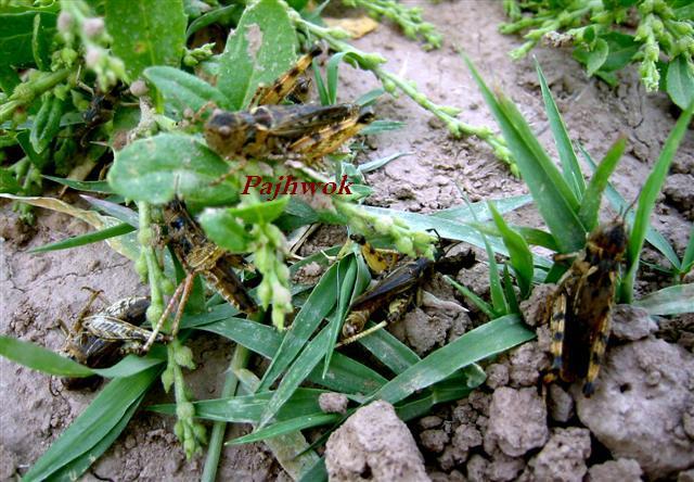 ملخ حاصلات هزاران جريب زمين زراعتى را از بين بُرده است