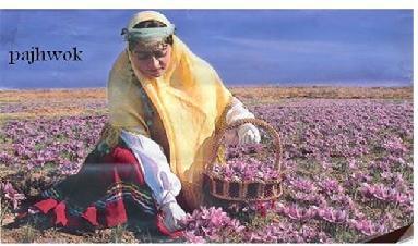 زنان براى اولين بار در جوزجان زعفران ميکارند