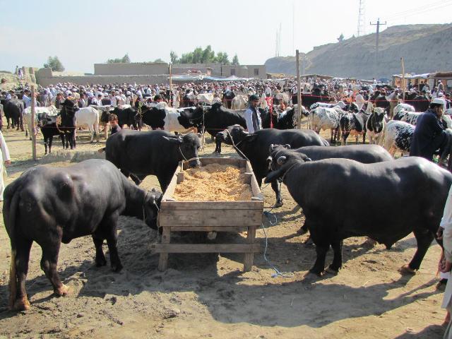 Prices of sacrificial animals shoot up