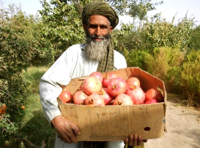 pomegranate farmer – Pajhwok Afghan News