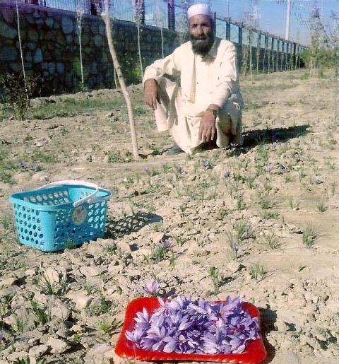 Saffron corms yet to be distributed to Kunduz growers