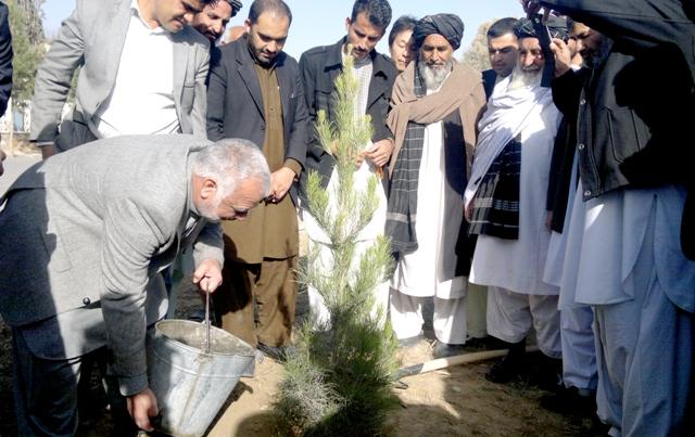 Helmand begins spring tree-plantation drive