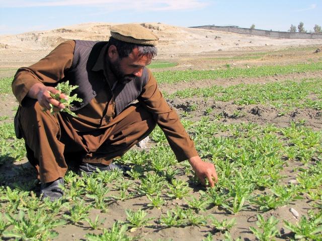 EU project to monitor Afghan agri system signed
