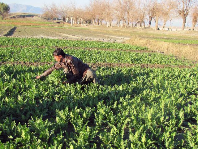 Taliban eradicate poppies in Kunar