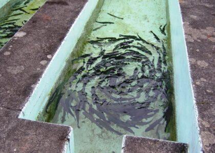 Baghlan fish-farming project completed