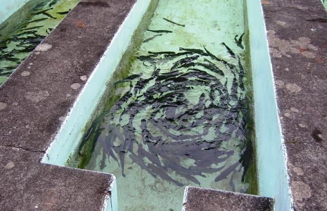 يک پروژۀ ماهى پرورى در بغلان به بهره بردارى سپرده شد