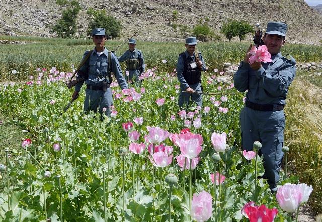 Poppy cultivation at all-time high: US watchdog