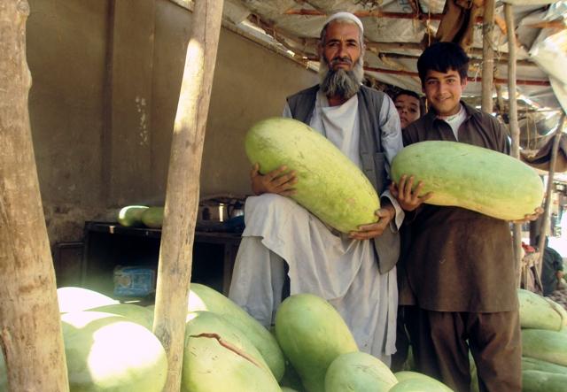 Natural disasters hit Farah melon yield