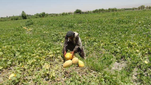 Kunduz sees bumper watermelon crop