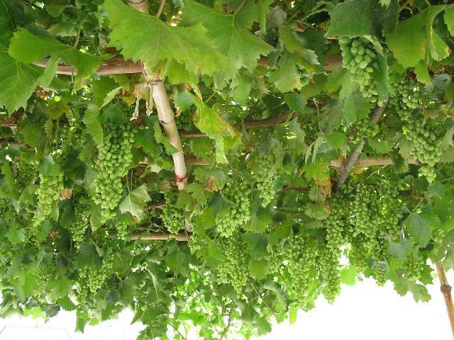 کندهار کې د انګورو حاصل کم شوى