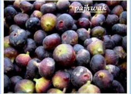 Kandahar gardeners eye foreign market for berries