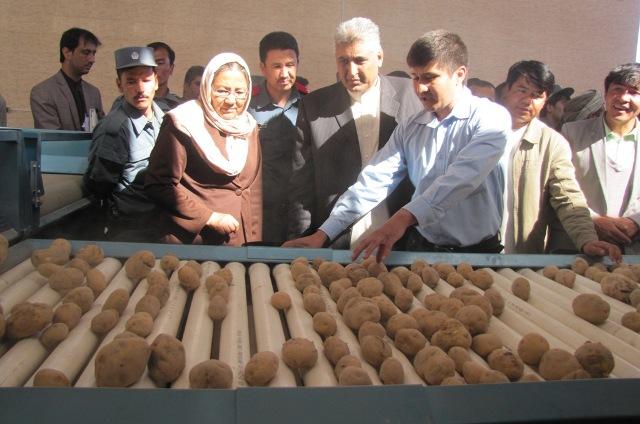 حاصلات کچالوی بامیان به ٢٧٠ هزار تُن میرسد