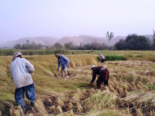 Afghanistan’s rice yield goes up by 4pc this year