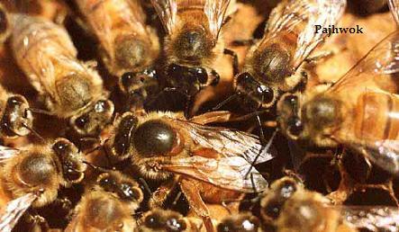 “دولت به عصرى سازى فارمهاى طبيعى زنبورعسل در فراه توجه کند”