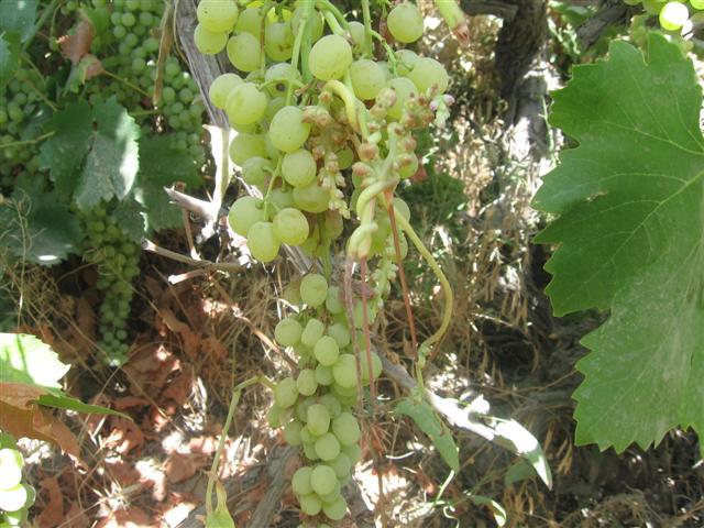 د پروان خلک خپلو حاصلاتو ته بازار غواړي