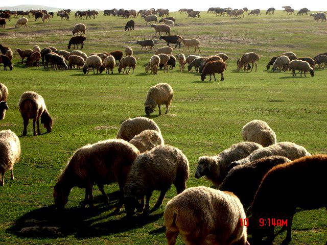 د بلخ کوچيان خپلو ستونزو ته د دولت پاملرنه غواړي