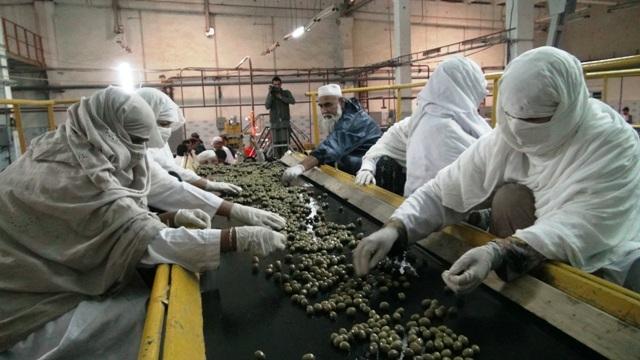 د ننګرهار د زيتونو فابريکې  د پروسس او توليد چارې پيل شوې دي