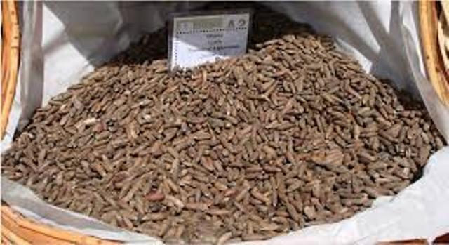 Loya Paktia traders seek market for pine nuts