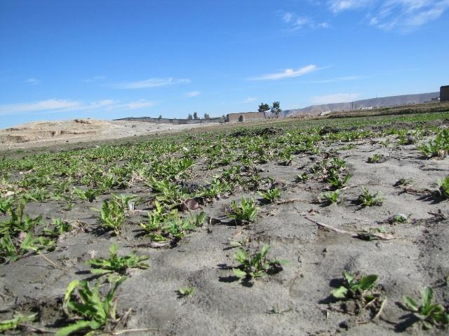 د ننګرهار د اچين په بازارونو کې په ازاده نشه يي توکي خرڅېږي
