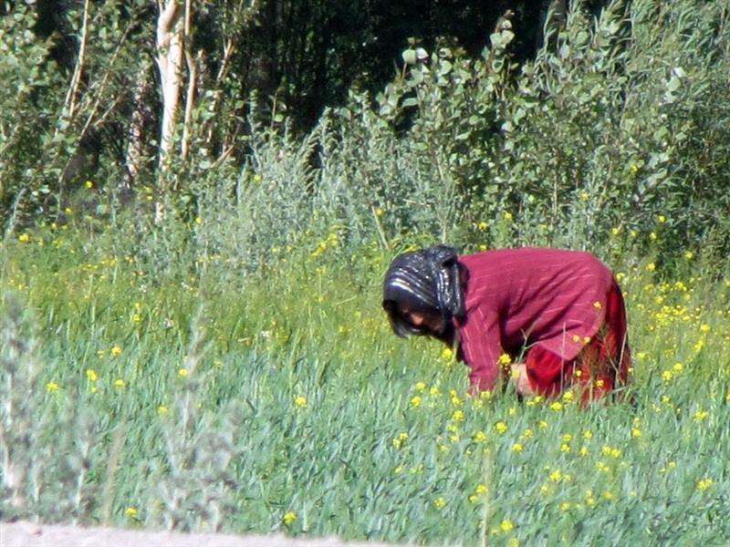 زراعت امسال در باميان رشد کرده است