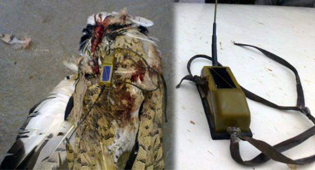 GPS device-fitted falcons hunted in Farah