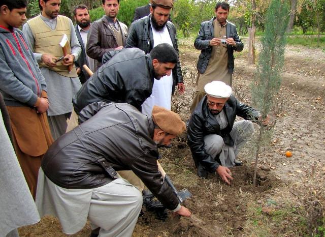ننګرهار کې د نيالګي اېښودو کمپاين پيل شو