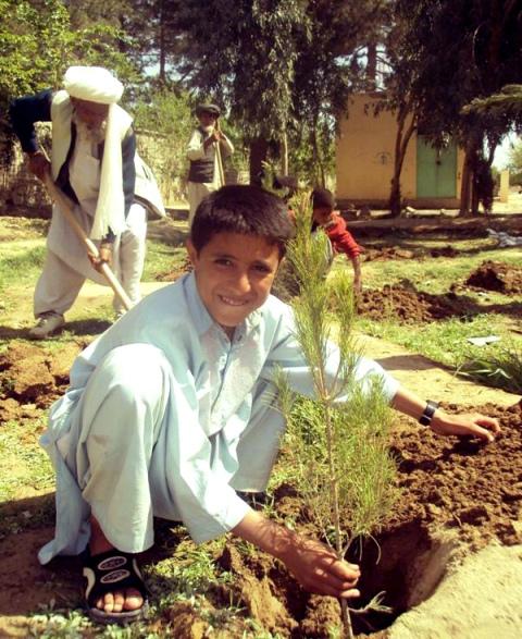 Child plants sapling