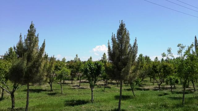Orchards set up on 750 acres of land in Samangan