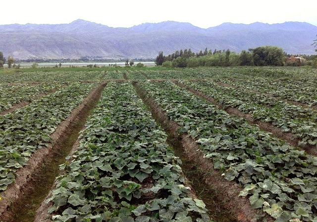 بادرنګو ته د بازار نشتوالي د لغمان کروندګر تاواني کړي