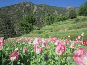 Bulk of poppy grown in 10 towns: minister
