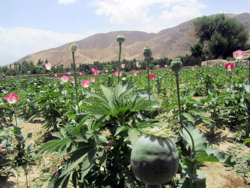 Poverty behind poppy cultivation: Farmers