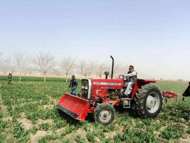 Poppy cultivation to be reduced to zero: Laghman governor