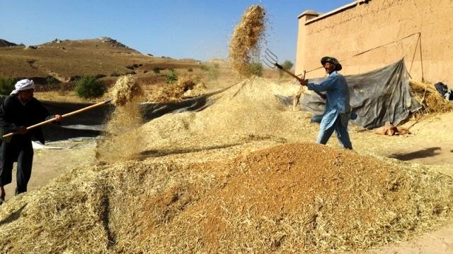 Wheat seeds being distributed to farmers