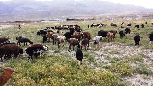 Nimroz livestock sector registers growth