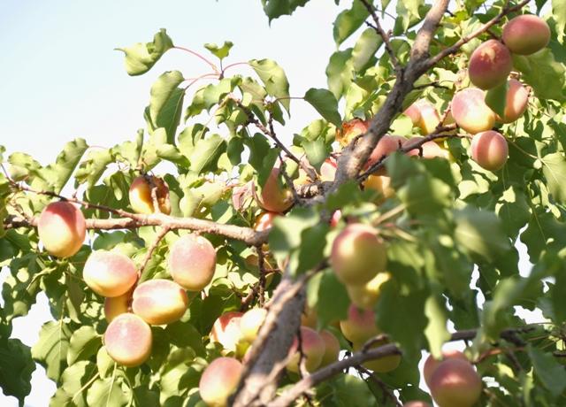 Parwan sets to produced nearly 24,000 tonnes of apricot