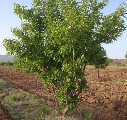 Daikundi growers happy with soaring almond prices