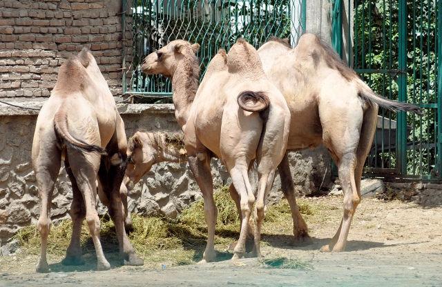 Camels in Kabul