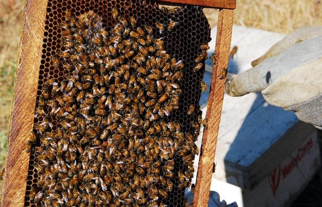 Apiculture training to spur honey production