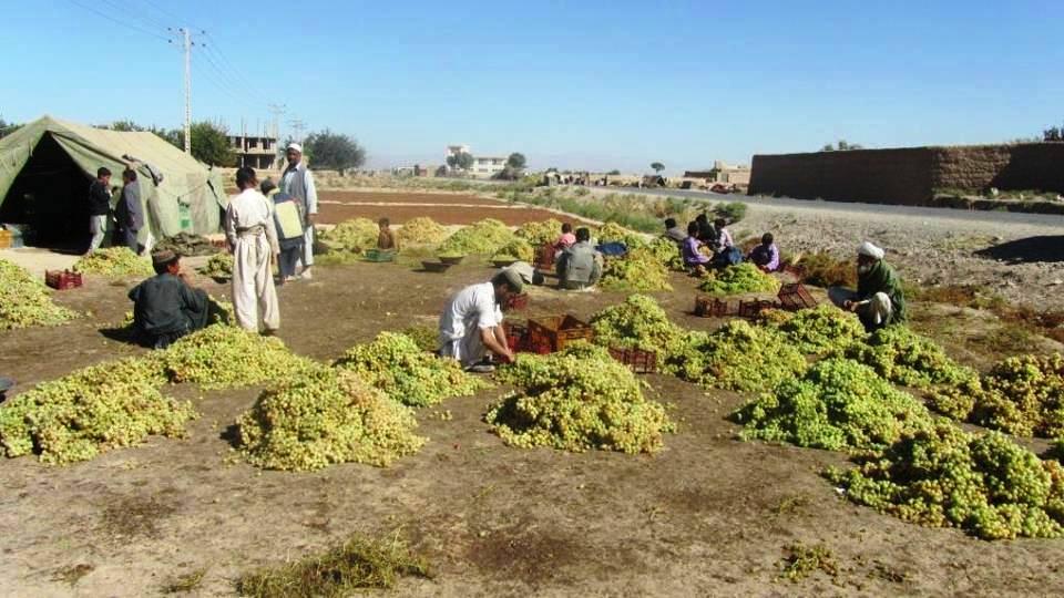 Duty hike by Pakistan hits Samangan grape exports