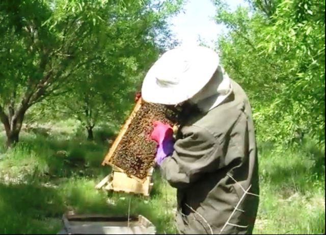 Helmand produced 16 tons honey ongoing year
