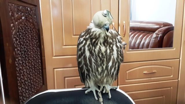 هفت شکارچى پرندگان در باميان بازداشت گرديد